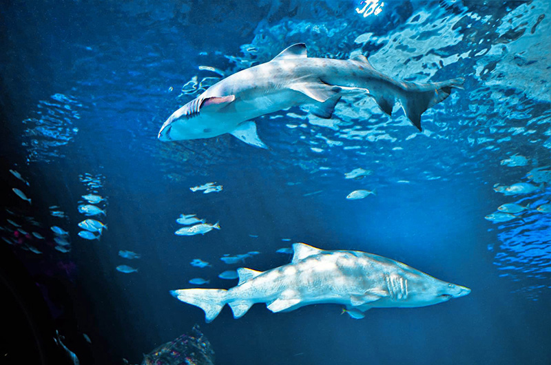 Underwater Sea Animals
