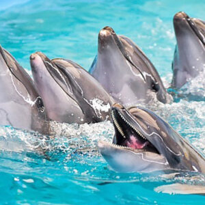 Dolphin Show Phuket