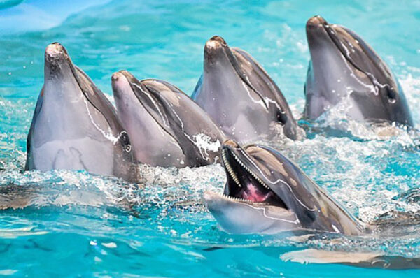 Dolphin Show Phuket