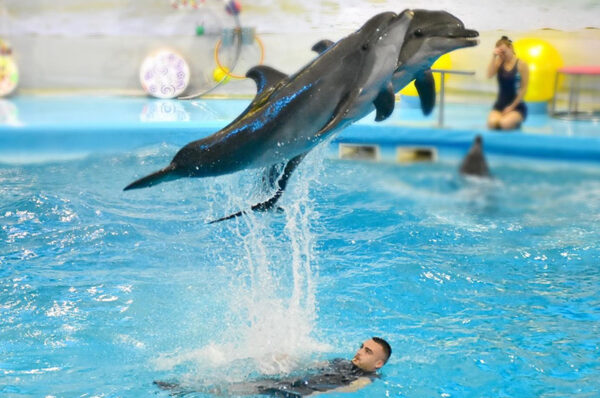 Dolphin Fun Show