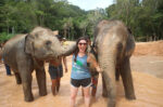 Tour elephant care